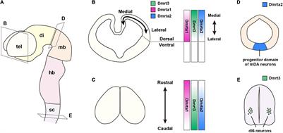 Multiple Functions of the Dmrt Genes in the Development of the Central Nervous System